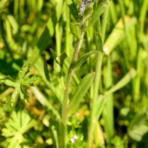  - Myosotis arvensis var. arvensis 