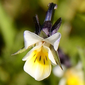 Photographie n°2307519 du taxon Viola arvensis Murray [1770]