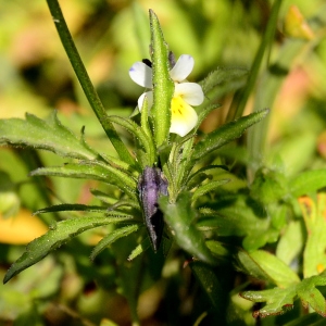 Photographie n°2307520 du taxon Viola arvensis Murray [1770]