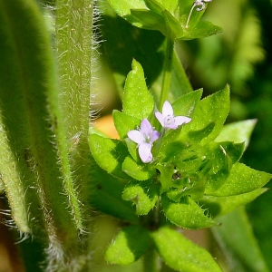 Photographie n°2307523 du taxon Sherardia arvensis L. [1753]