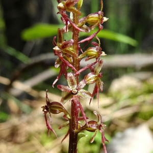 Photographie n°2307548 du taxon Neottia cordata (L.) Rich. [1817]