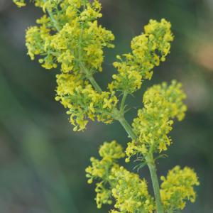 Photographie n°2307557 du taxon Galium verum L. [1753]