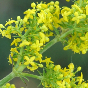 Photographie n°2307559 du taxon Galium verum L. [1753]