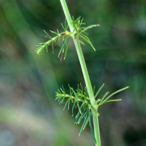 Photographie n°2307569 du taxon Galium verum L. [1753]