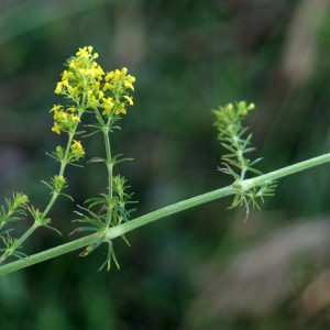 Photographie n°2307570 du taxon Galium verum L. [1753]