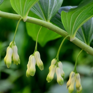 Photographie n°2307599 du taxon Polygonatum multiflorum (L.) All. [1785]