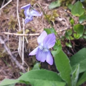 Photographie n°2307605 du taxon Viola riviniana Rchb. [1823]