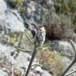 Photographie n°2307655 du taxon Centaurea paniculata L. [1753]