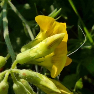 Photographie n°2307659 du taxon Lathyrus pratensis L. [1753]