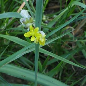 Photographie n°2307667 du taxon Allium scorzonerifolium Desf. ex DC. [1804]