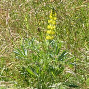 Photographie n°2307668 du taxon Lupinus luteus L. [1753]