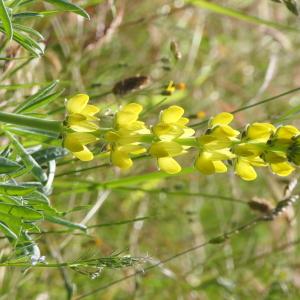 Photographie n°2307669 du taxon Lupinus luteus L. [1753]