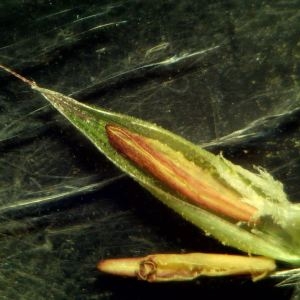  - Arrhenatherum elatius subsp. bulbosum (Willd.) Schübler & G.Martens [1834]