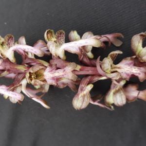 Photographie n°2307683 du taxon Himantoglossum robertianum (Loisel.) P.Delforge [1999]