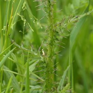 Photographie n°2307695 du taxon Cirsium palustre (L.) Scop. [1772]