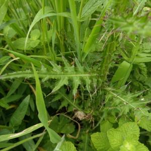 Photographie n°2307698 du taxon Cirsium palustre (L.) Scop. [1772]