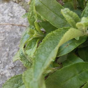 Photographie n°2307744 du taxon Buddléia arbre-aux-papillons