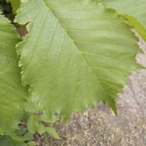 Photographie n°2307754 du taxon Ulmus glabra Huds. [1762]