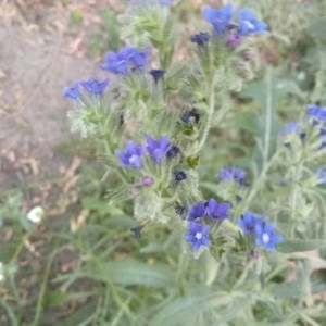 Photographie n°2307772 du taxon Anchusa officinalis L. [1753]