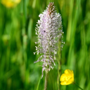 Photographie n°2307784 du taxon Plantago media L. [1753]