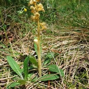 Photographie n°2307802 du taxon Neottia nidus-avis (L.) Rich. [1817]