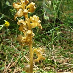 Photographie n°2307804 du taxon Neottia nidus-avis (L.) Rich. [1817]