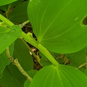 Photographie n°2307808 du taxon Polygonatum odoratum (Mill.) Druce