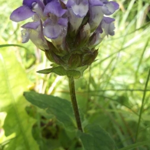 Photographie n°2307922 du taxon Prunella grandiflora (L.) Schöller [1775]