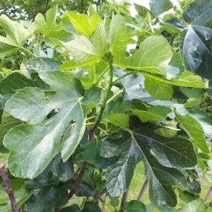 Photographie n°2307931 du taxon Ficus carica L. [1753]