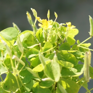 Photographie n°2307955 du taxon Oxalis fontana Bunge [1835]