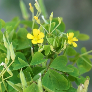 Photographie n°2307956 du taxon Oxalis fontana Bunge [1835]