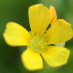 Photographie n°2307959 du taxon Oxalis fontana Bunge [1835]