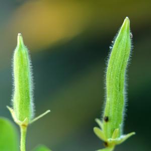 Photographie n°2307960 du taxon Oxalis fontana Bunge [1835]