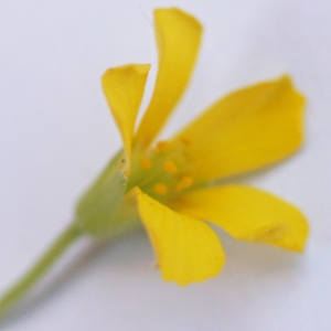 Photographie n°2307966 du taxon Oxalis fontana Bunge [1835]