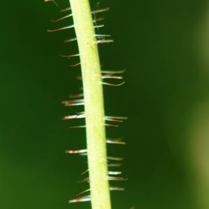 Photographie n°2307970 du taxon Papaver rhoeas L.