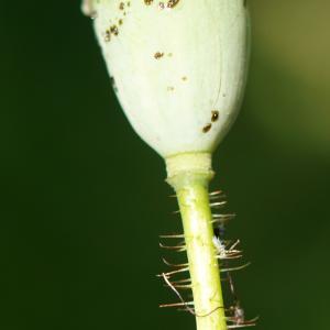 Photographie n°2307971 du taxon Papaver rhoeas L.