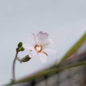 Photographie n°2307977 du taxon Epilobium lanceolatum Sebast. & Mauri [1818]
