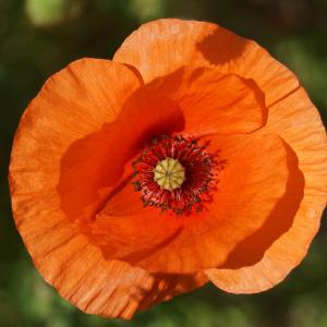 Photographie n°2307988 du taxon Papaver rhoeas L.