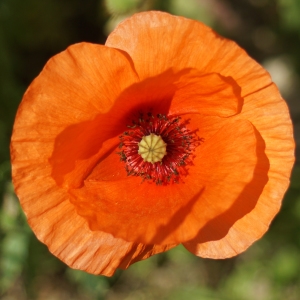 Photographie n°2307989 du taxon Papaver rhoeas L.