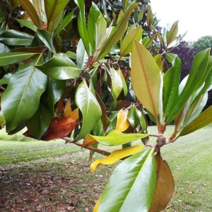 Photographie n°2308000 du taxon Prunus laurocerasus L. [1753]