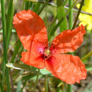 Photographie n°2308043 du taxon Papaver argemone L. [1753]