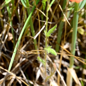 Photographie n°2308045 du taxon Papaver argemone L. [1753]