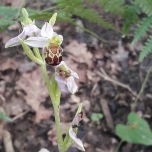 Photographie n°2308053 du taxon Ophrys apifera Huds. [1762]