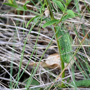 Photographie n°2308062 du taxon Stachys recta L. [1767]