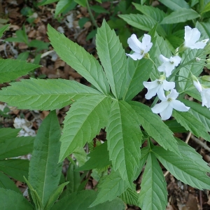 Photographie n°2308113 du taxon Cardamine heptaphylla (Vill.) O.E.Schulz [1903]