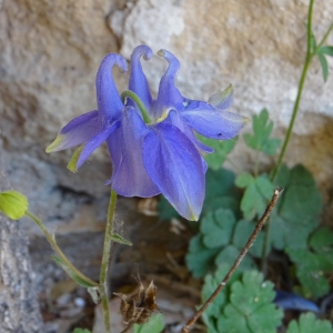 Photographie n°2308126 du taxon Aquilegia viscosa Gouan [1764]