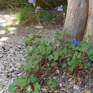 Photographie n°2308128 du taxon Aquilegia viscosa Gouan [1764]