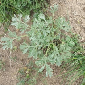 Photographie n°2308158 du taxon Artemisia absinthium L. [1753]
