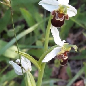 Photographie n°2308207 du taxon Ophrys apifera Huds. [1762]