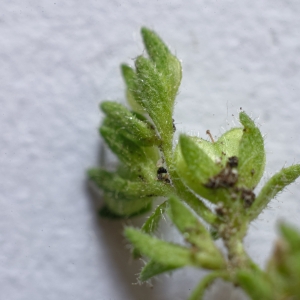 Photographie n°2308230 du taxon Veronica arvensis L. [1753]